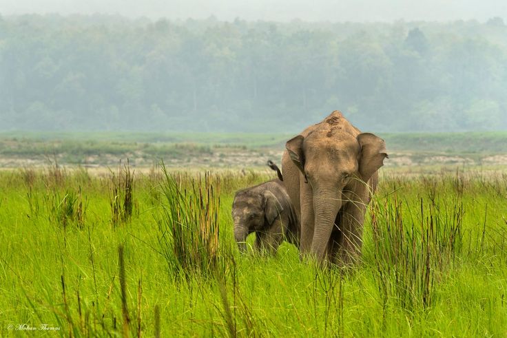 Royal Bardiya National Park
