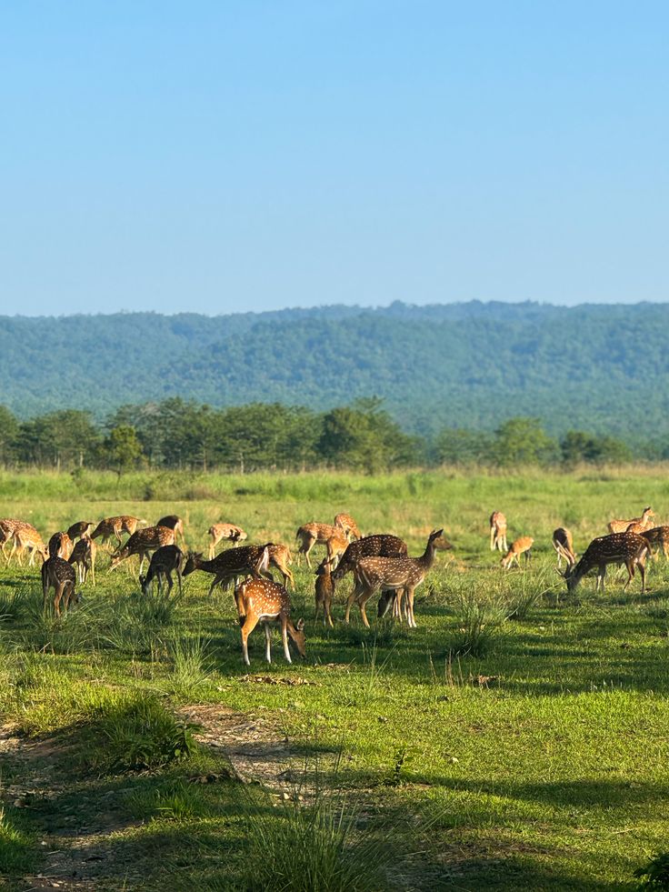 Wildlife viewing