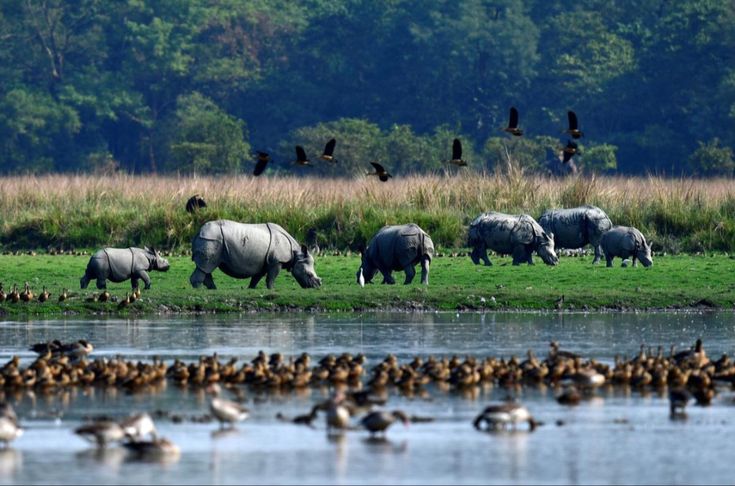 Wildlife in Nepal Terai