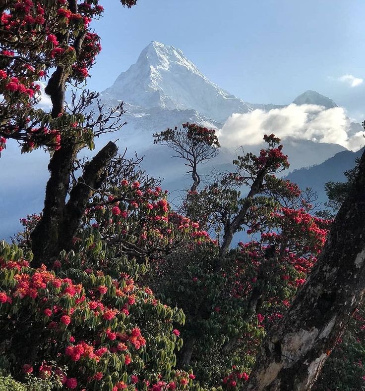 Ghorepani Poon Hill Trek Gallery 2
